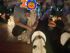 -萌宠奇缘