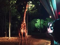 -清迈夜间动物园