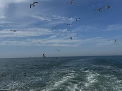 -海驴岛(荣成市)