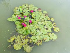 -池杉湖湿地公园
