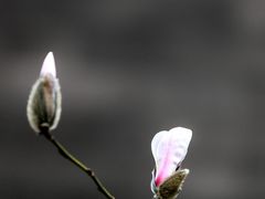 -东华门大街小区