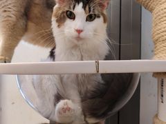 -猫大福·Fortune Cat猫舍(百子湾店)
