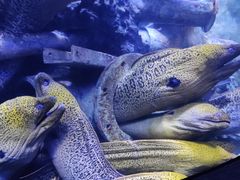 -成都浩海立方海洋公园