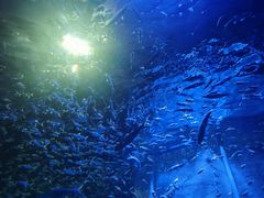 -江和美海洋公园