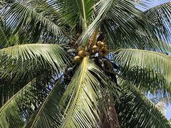 -林旺社区水果市场