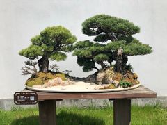 -扬州大运河文化旅游度假区·盆景园