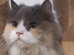 -楼上猫咖(罗湖店)