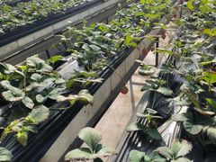 -甜心庄园·甜心草莓采摘园(西青中北店)