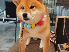 -柴迷FANS CLUB·柴犬狗咖·猫咖