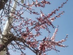 -群力丁香公园