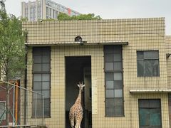 -成都动物园