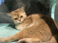 -猫小院猫主题餐厅(三里屯店)