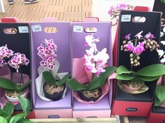 -荷兰花海
