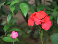 -淄博花灯齐彩城