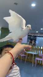 -Moni星球萌宠·小马宝莉·灵蛇·高端高阶全萌宠互动体验俱乐部(红豆国际广场店)