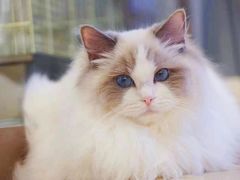-momokira米努特·德文卷毛猫·棉花面纱犬