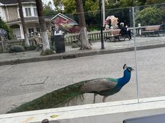 -J Create城市露营咖啡·简餐·宠物(上海动物园店)