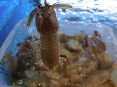 -长沙北辰洲际酒店-兰调全日餐厅