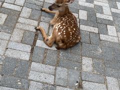 -长白岛森林公园