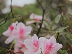 -宝通禅寺