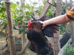 -马陆小张葡萄园农家乐