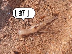 -南汇新城海滩