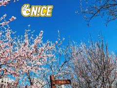 -桃花堤公园
