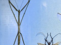 -上海昆虫博物馆