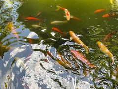 -海天楼中餐厅(吴宫泛太平洋酒店)