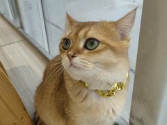 -藏猫猫咖啡主题馆(中央大道店)