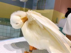 -RU DUCK柯尔鸭公社·撸鸭俱乐部·羊驼·小香猪