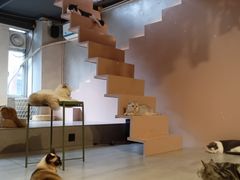 -猫儿山۰猫主题餐厅