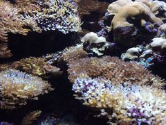 -西雅图水族馆