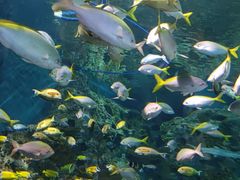 -上海海洋水族馆