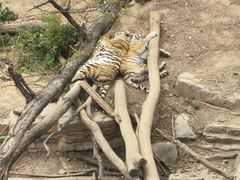 -大连森林动物园