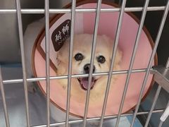 -瑞派福兴宠物医院犬猫全科·骨科·中西医结合(河东店)