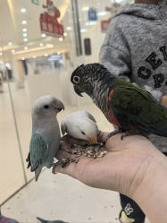 -Moni星球萌宠·小马宝莉·灵蛇·高端高阶全萌宠互动体验俱乐部(红豆国际广场店)