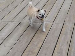 -日照灯塔风景区