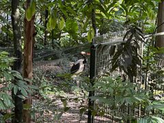 -新加坡飞禽公园