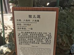 -东山雕花楼