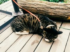 android_upload_pic-海边的猫和咖啡馆
