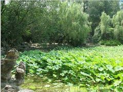-莲湖公园