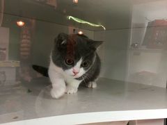 -李小姐の猫咖啡馆(五角场店)