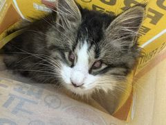 -瑞派动物医院·猫专科·至诚(江南中分院)