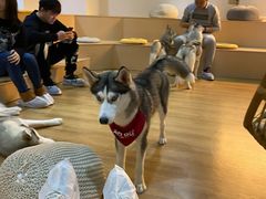 -Husky Go! 哈士奇体验馆·宠物咖啡厅狗咖