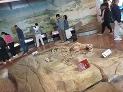 -自贡恐龙博物馆