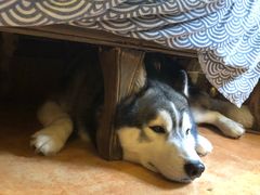 -more than meow吴止猫主题餐厅(承德 中船汇店)