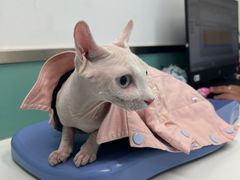 -欧奕国际动物医院