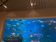-海棠湾洲际-涛·海底餐厅·美人鱼·自助餐·海底隧道