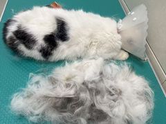 -北京观赏动物医院·24小时大型综合·猫专科·异宠专科